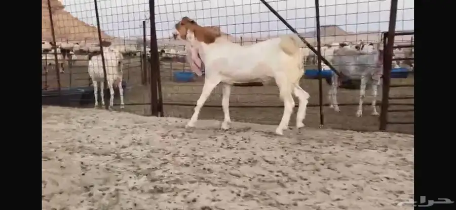 للبيع جذع هولندي نادر 5