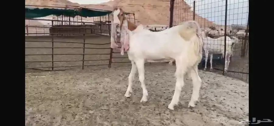 للبيع جذع هولندي نادر 11