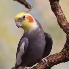 استقبل طيور زينه لتبني ماقبل حمام والبط والدجاج 0