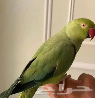 أنثى دره متكلمه 9