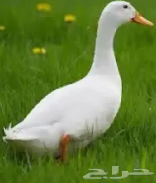 بط بكيني 0