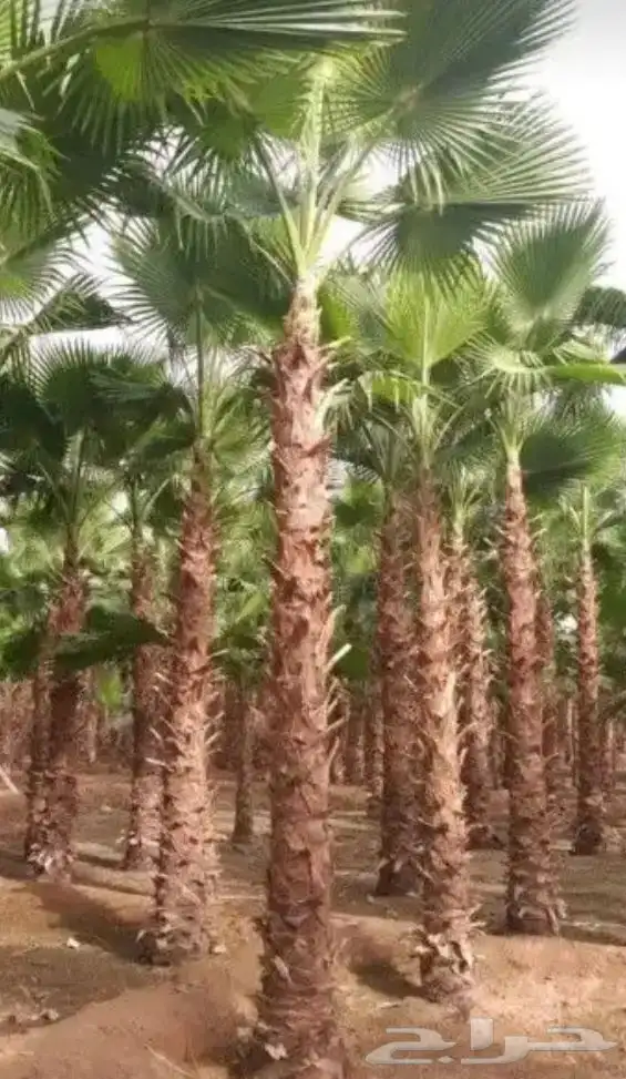 تنسيق الحدائق 3