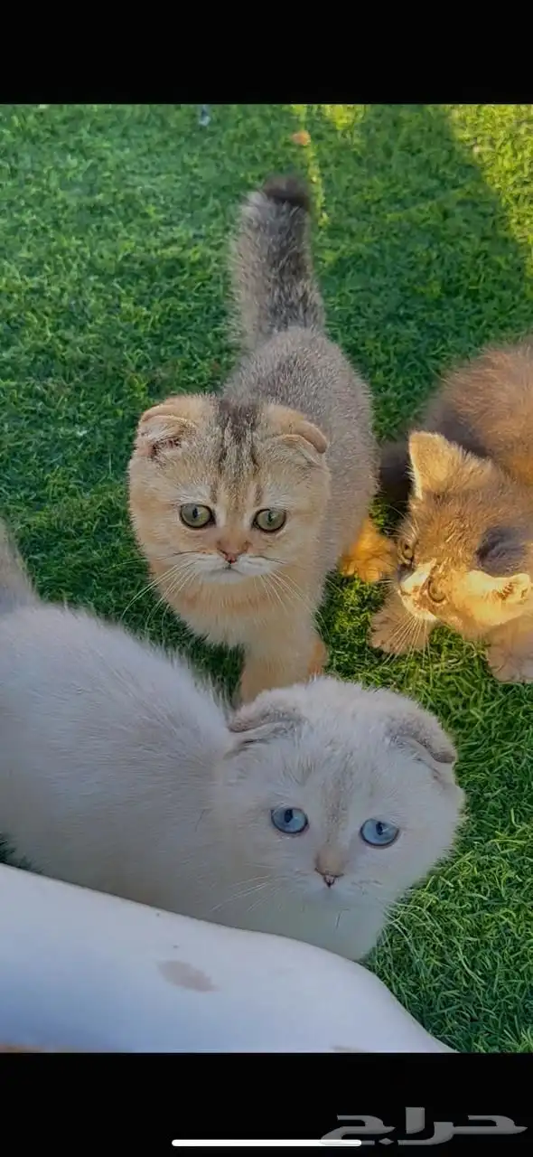 للبيع سكوتش فولد بيور 2