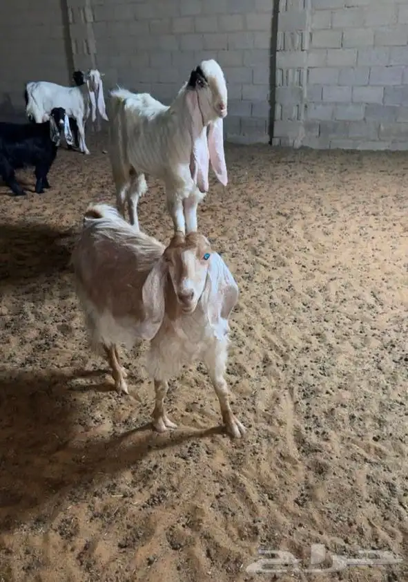 عرض لايفوتكم معزا عارضيه وعنزين هولنديه حليب وطيباة 4