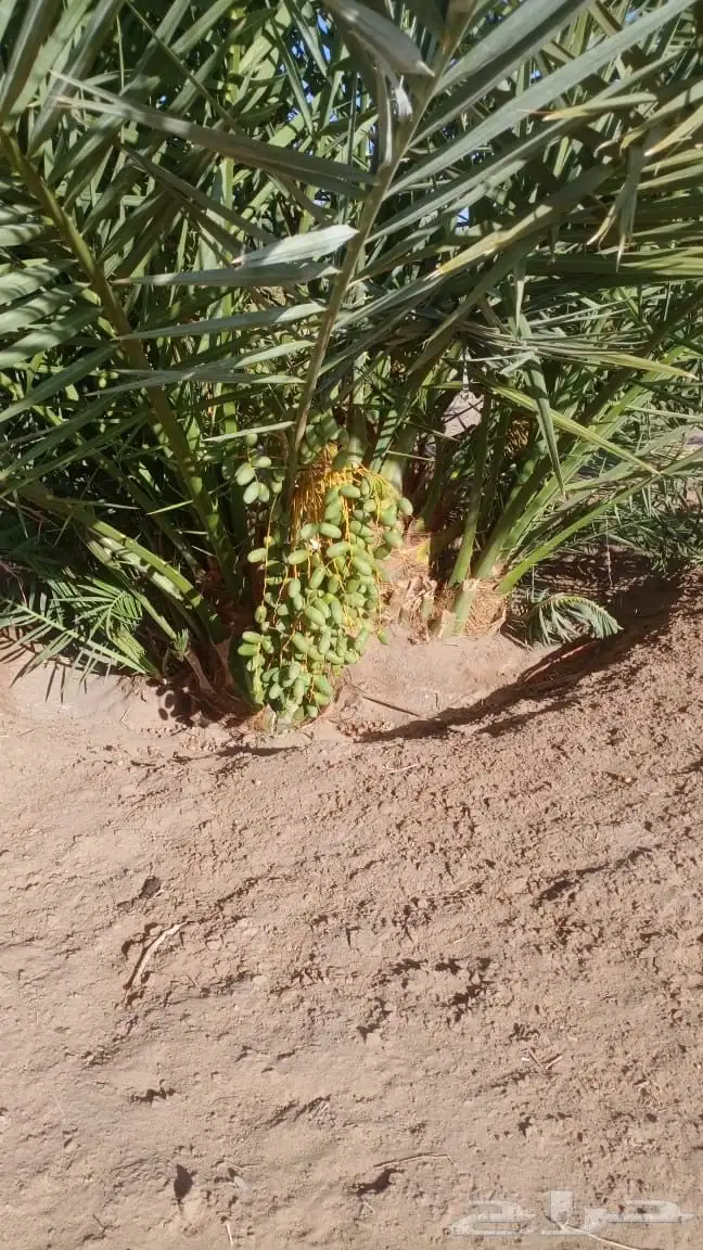يتوفر جميع أنواع النخيل 2