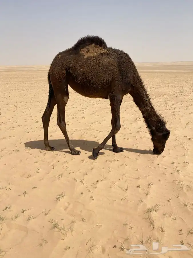 بكره مفروده طيبه الموقع الرفيعه 1