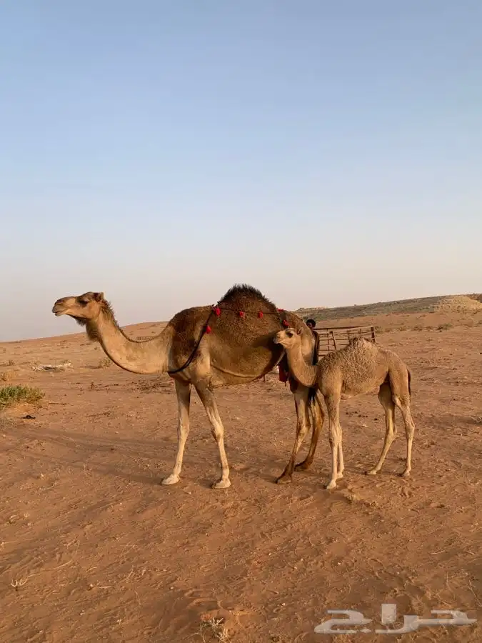خلفه حمرا تحتها بكره 2