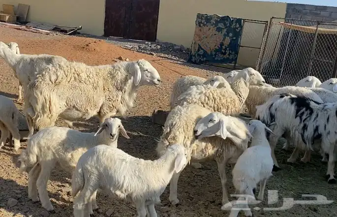 ضان ورخال ولد حريات حرش وصنف مقاني طيبات. تم البيع 7