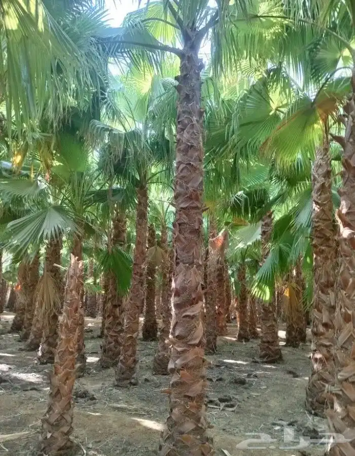 تنسيق الحدائق 0