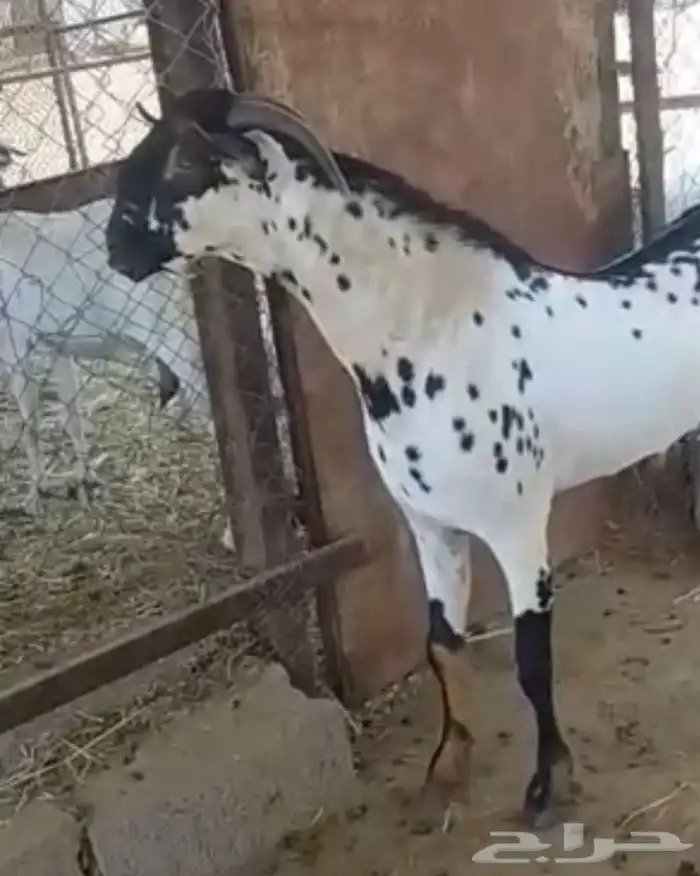 فحل بيشي امرخ حار 3