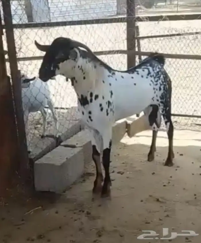 فحل بيشي امرخ حار 4