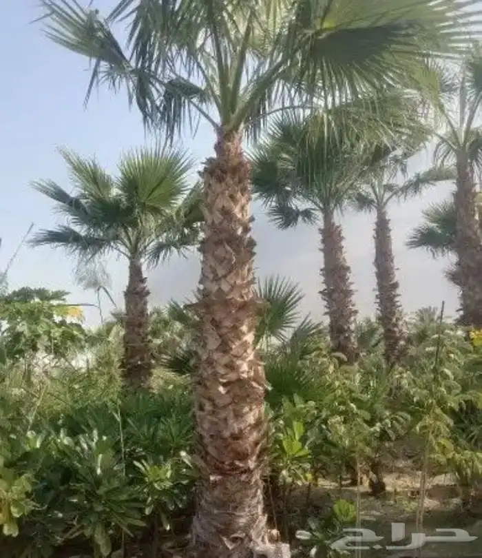 تنسيق الحدائق 5