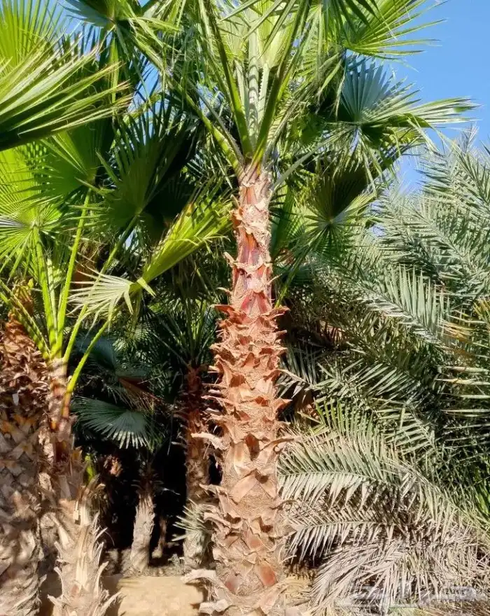 تنسيق الحدائق 4