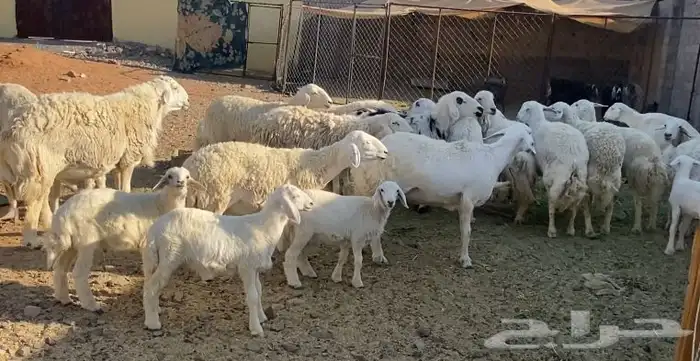 ضان ورخال ولد حريات حرش وصنف مقاني طيبات. تم البيع 4