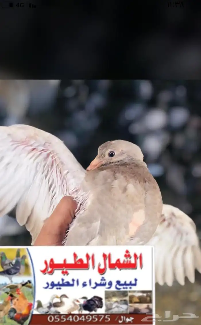زغاليل سلفر عدال فل السعر 30 ريال 0