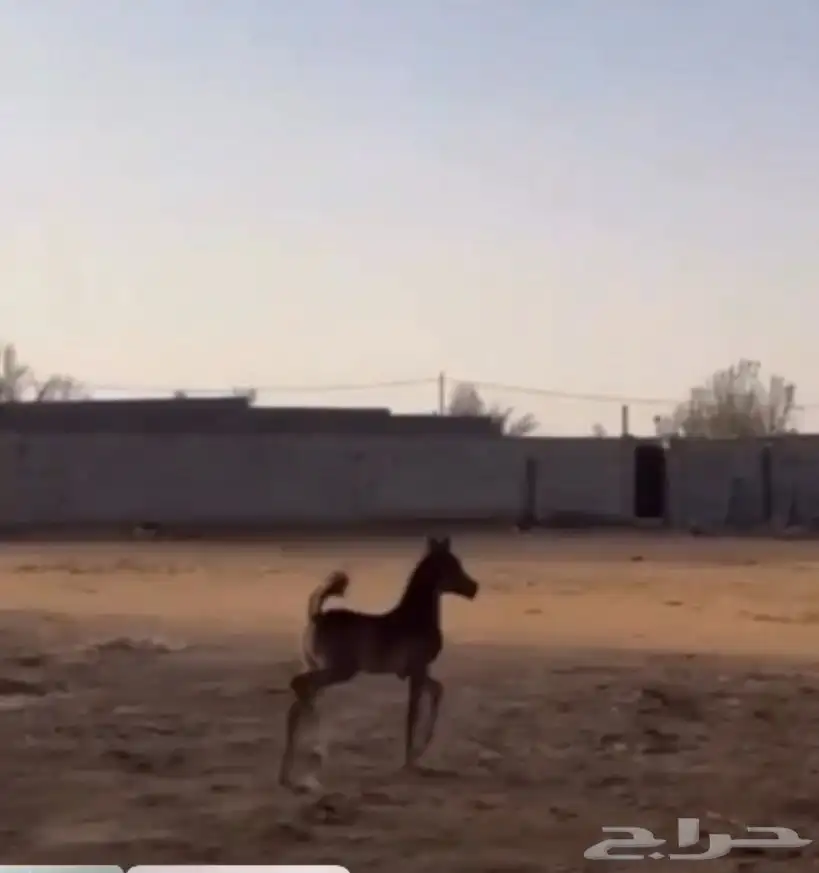 فرس واهو طيبة معها مهر طيب 3