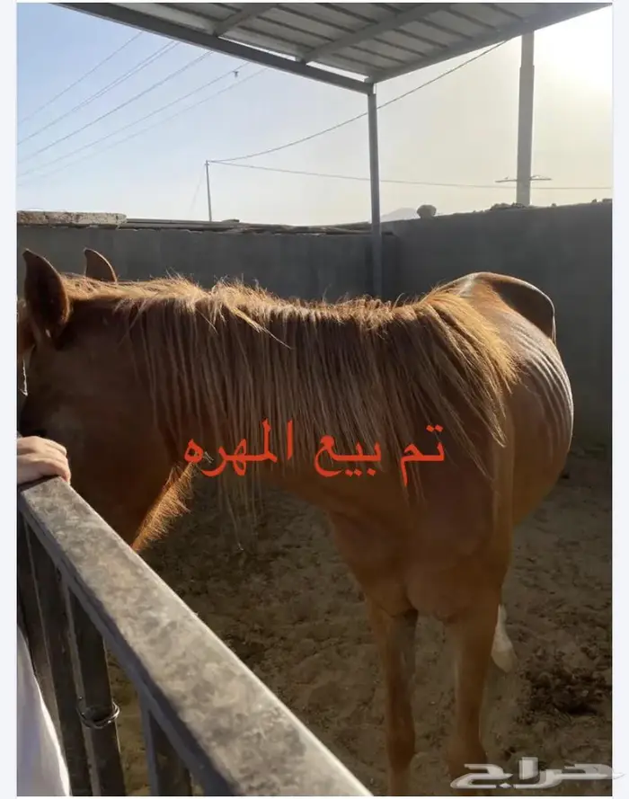 حصان و مهره 13