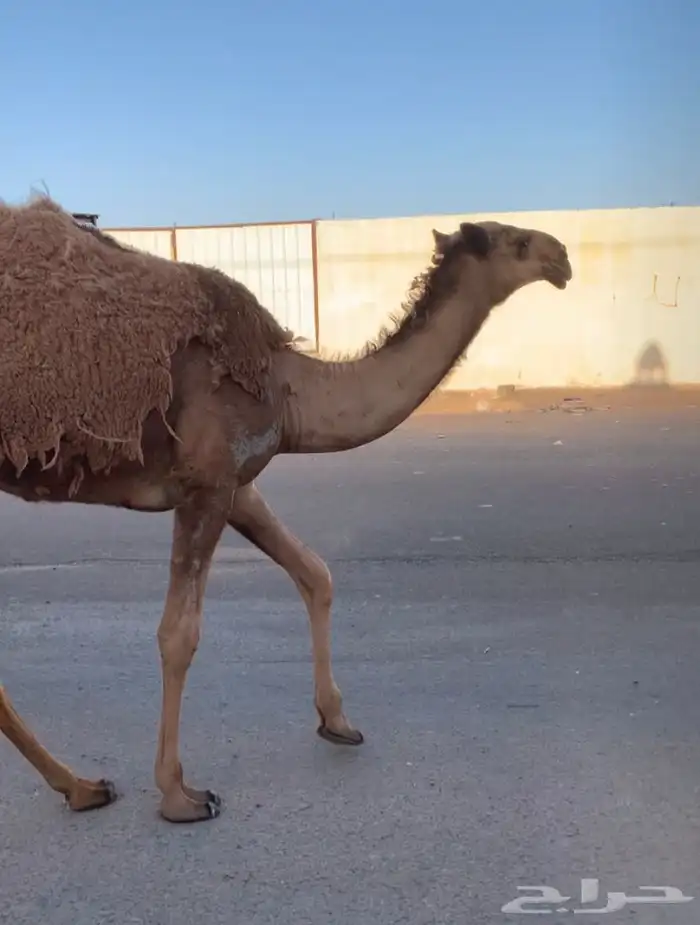 عشراء معه بكره تم البيع 5