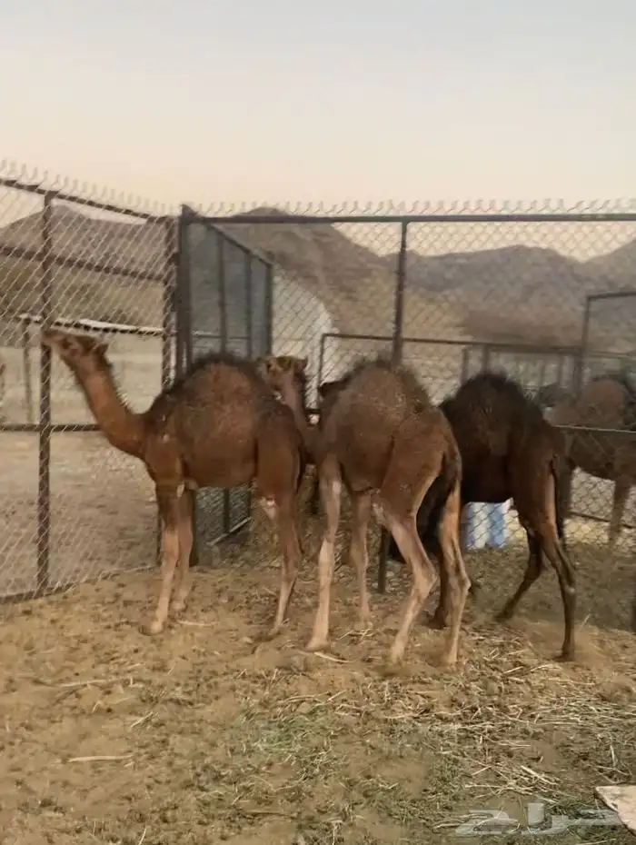 3قعدان للبيع.العيص(تم البيع خارج الموقع ) 1