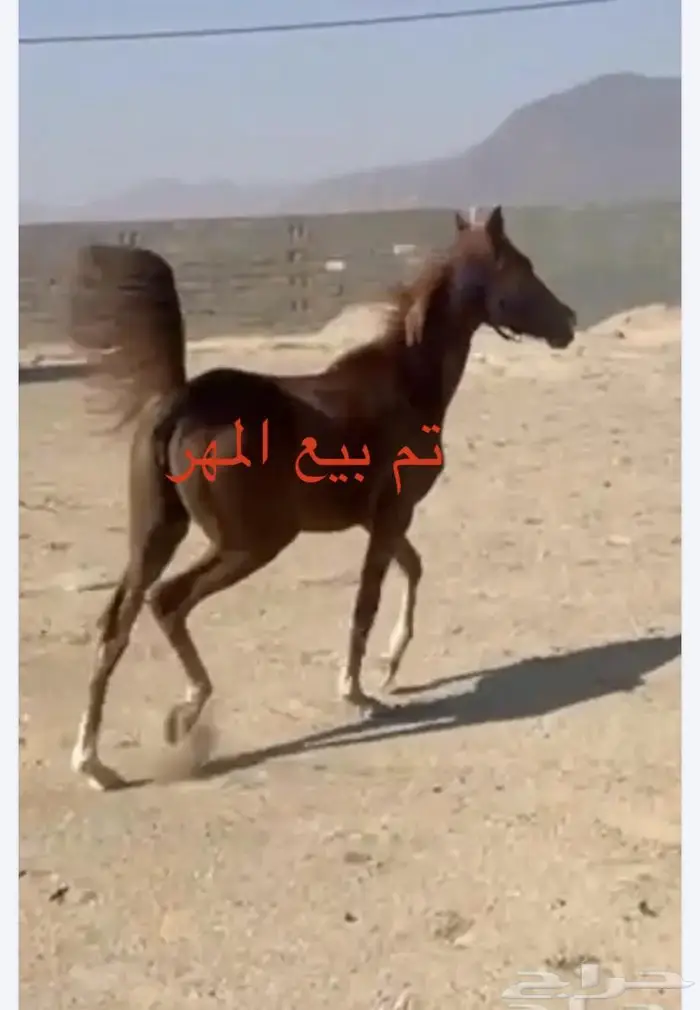 حصان و مهره 9