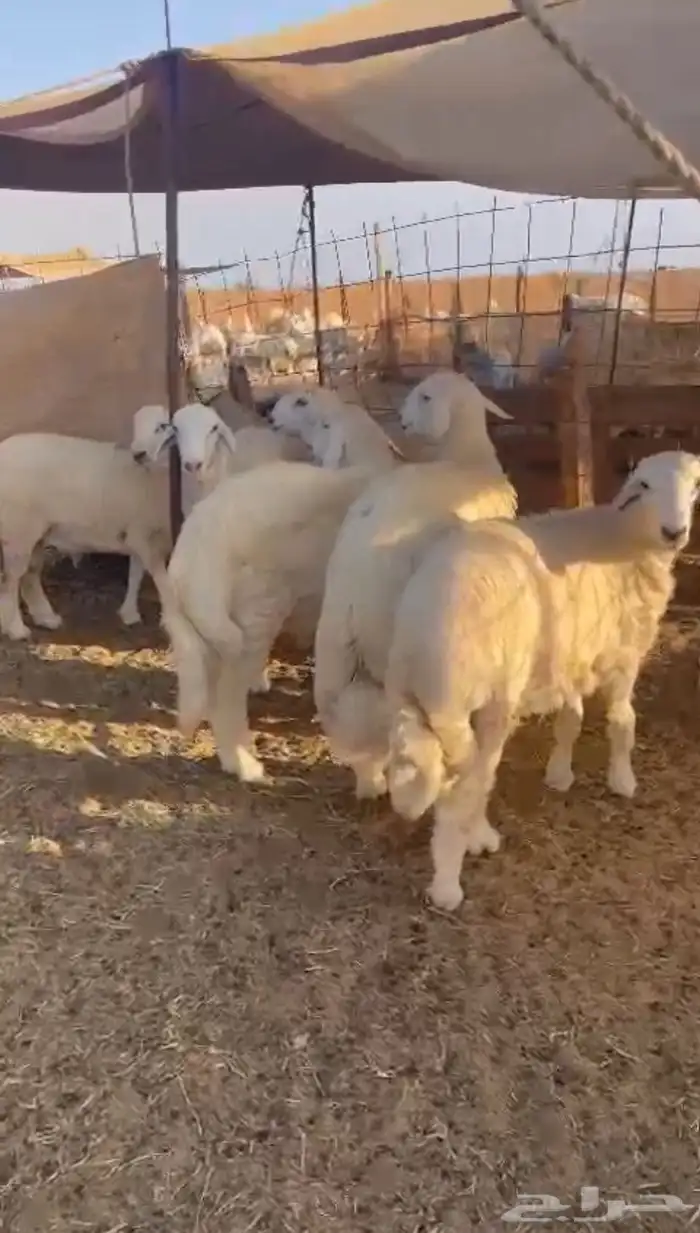 ذبايح طليان ورخال وتيوس حلال بر معى أمكانية الذبح والتوصيل 0