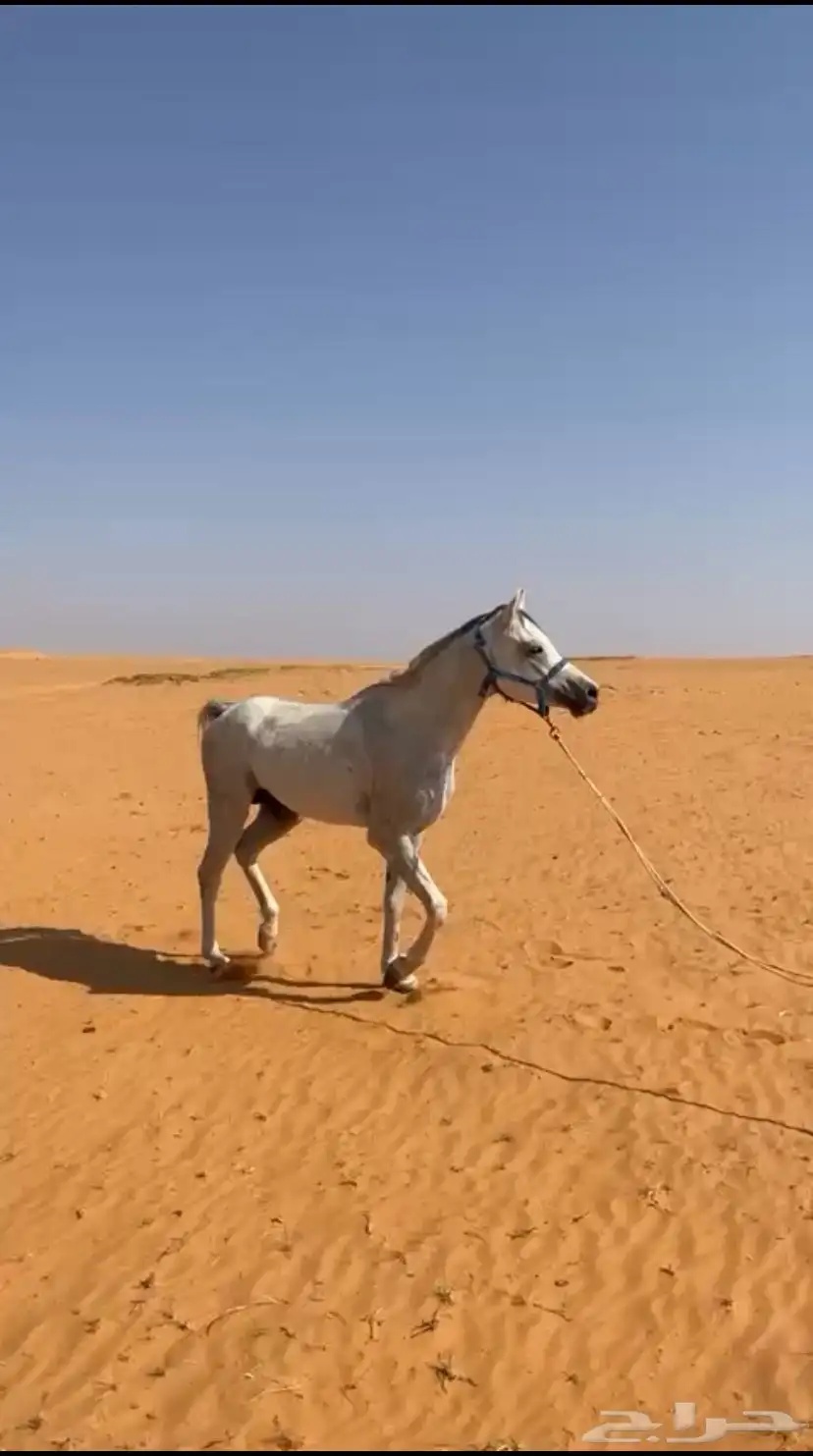حصان 1