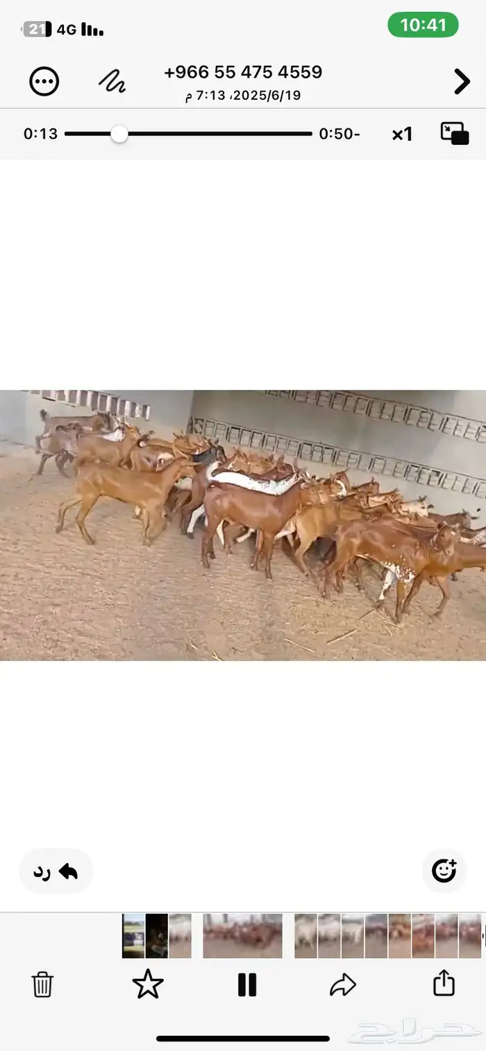 تيوس بلدي تربيه دهم 1