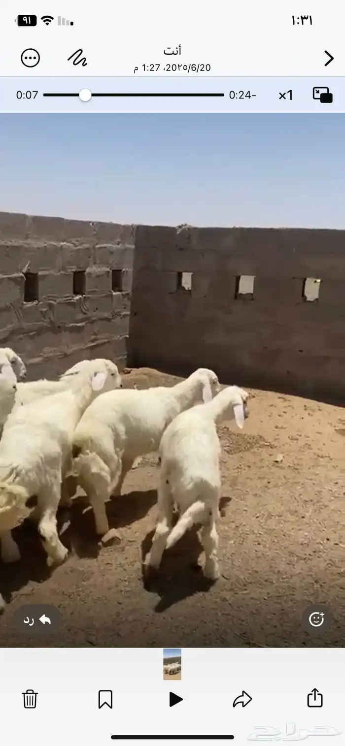 بهم طيب مراح شعره وطرف 1