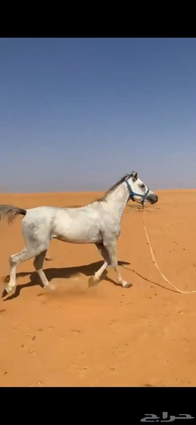 حصان 0