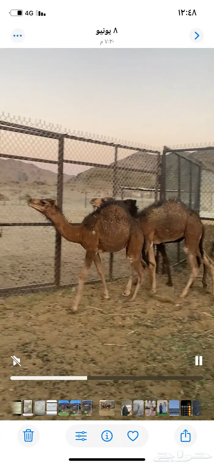 3قعدان للبيع.العيص(تم البيع خارج الموقع ) 0