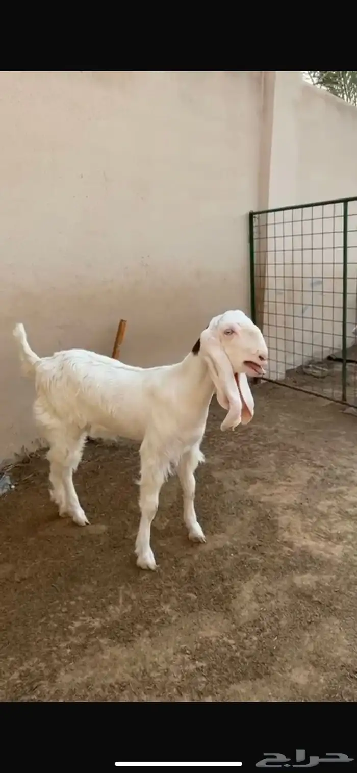 حفر فاااخر ماشاءالله 2