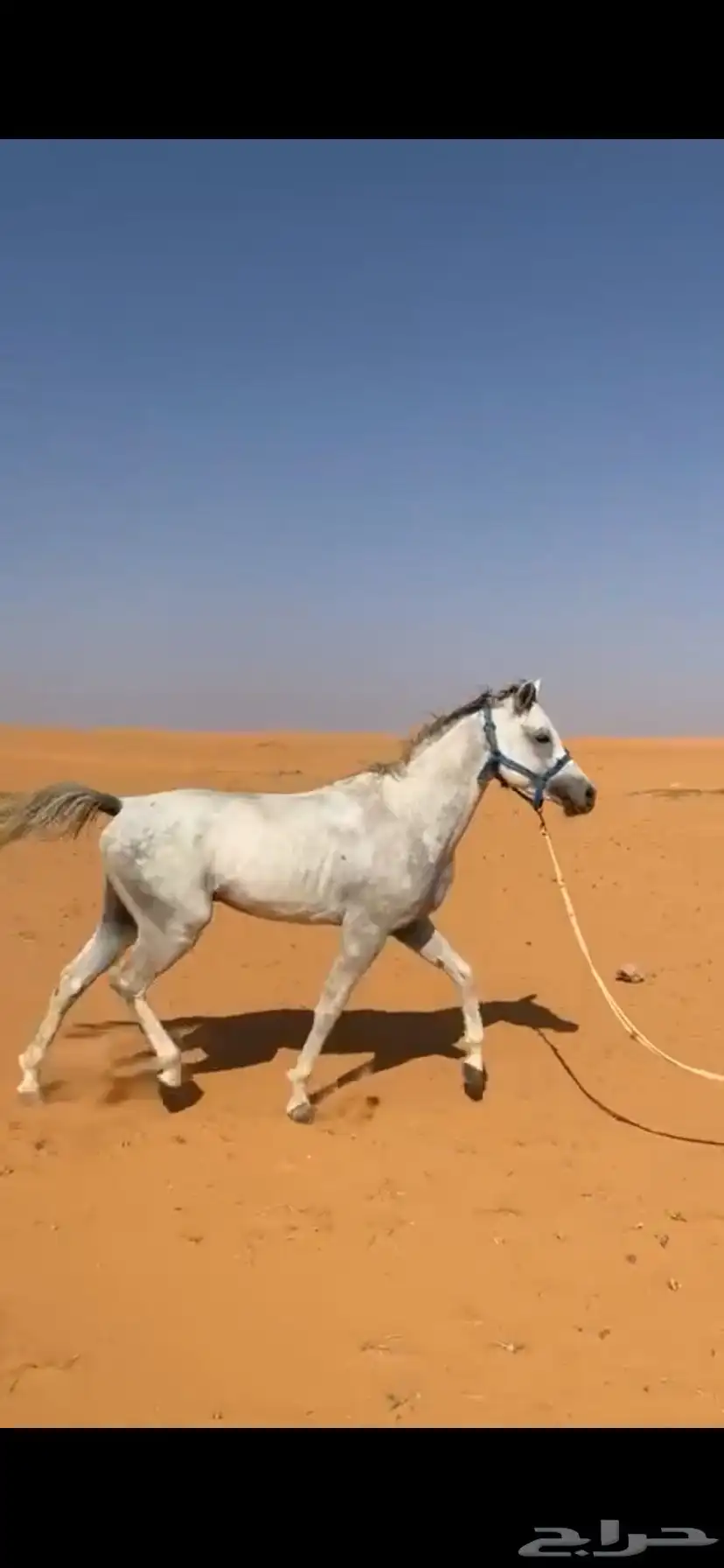 حصان 2