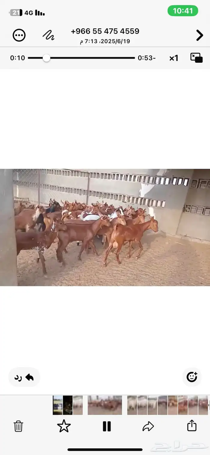 تيوس بلدي تربيه دهم 0