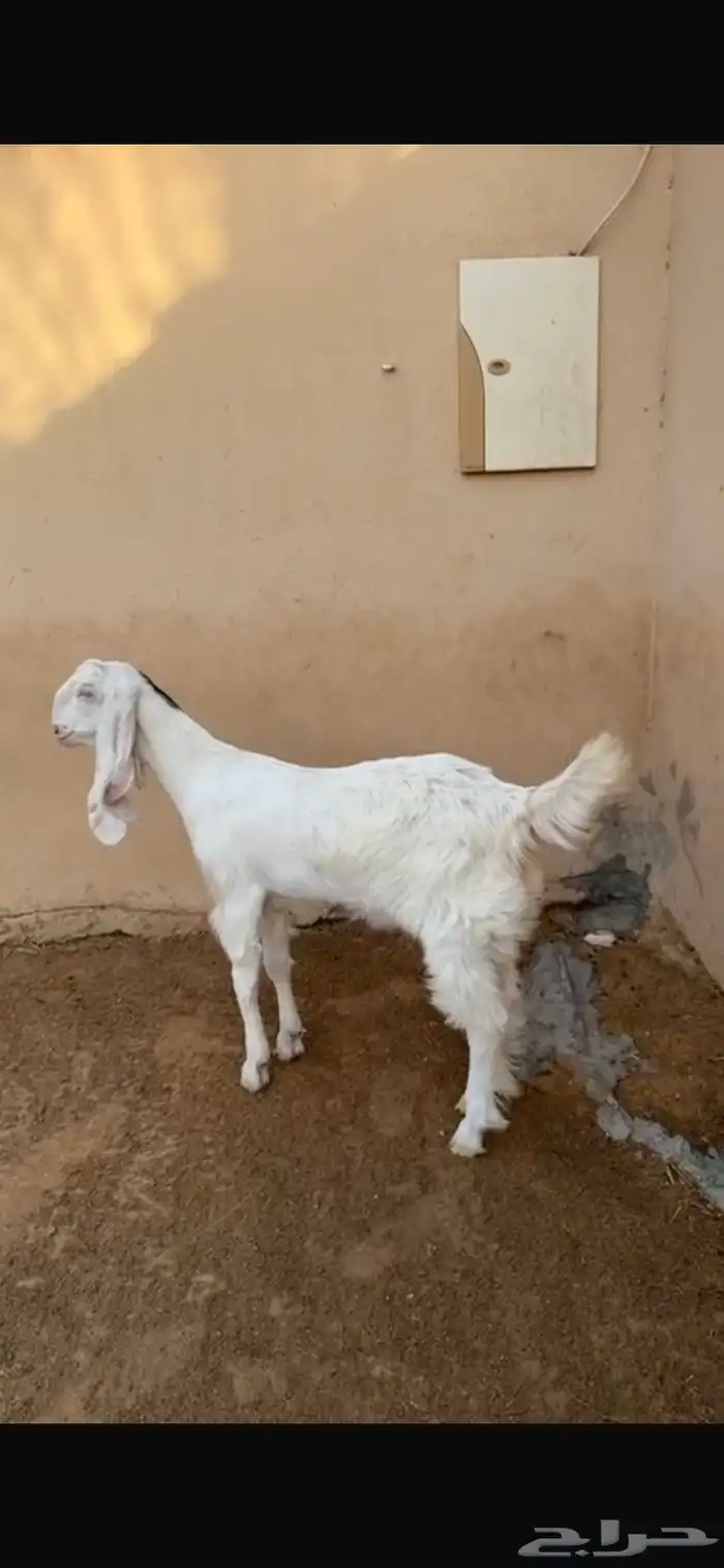 حفر فاااخر ماشاءالله 1