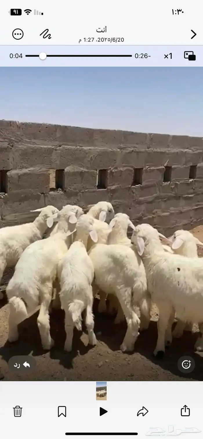 بهم طيب مراح شعره وطرف 2