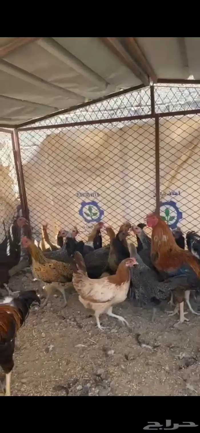 دجاج بلدي (تم البيع ) 1