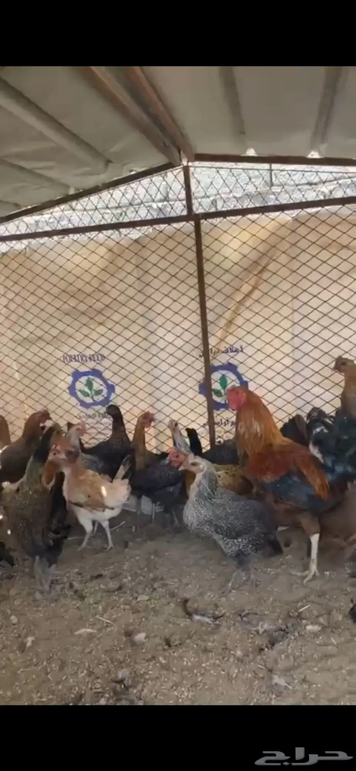 دجاج بلدي (تم البيع ) 0