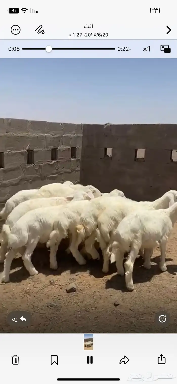 بهم طيب مراح شعره وطرف 0