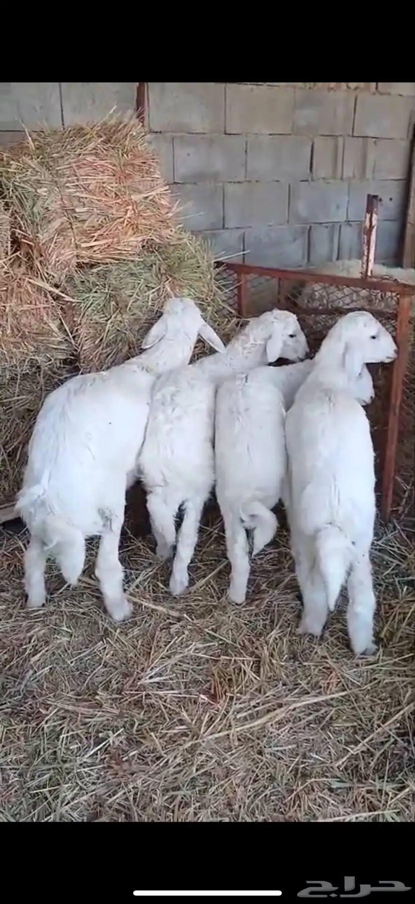 طليان البيع 0
