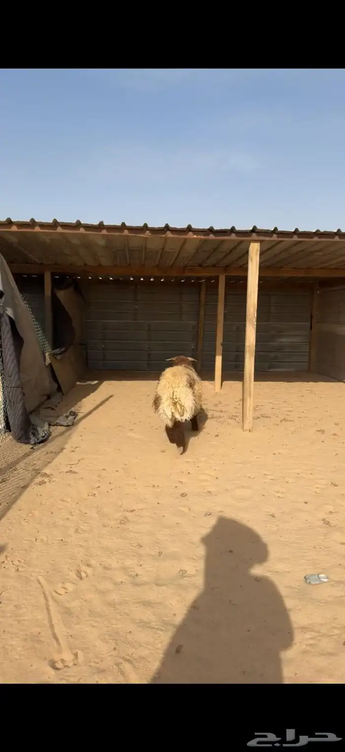 ذبايح نعيم سواكن تويس 6