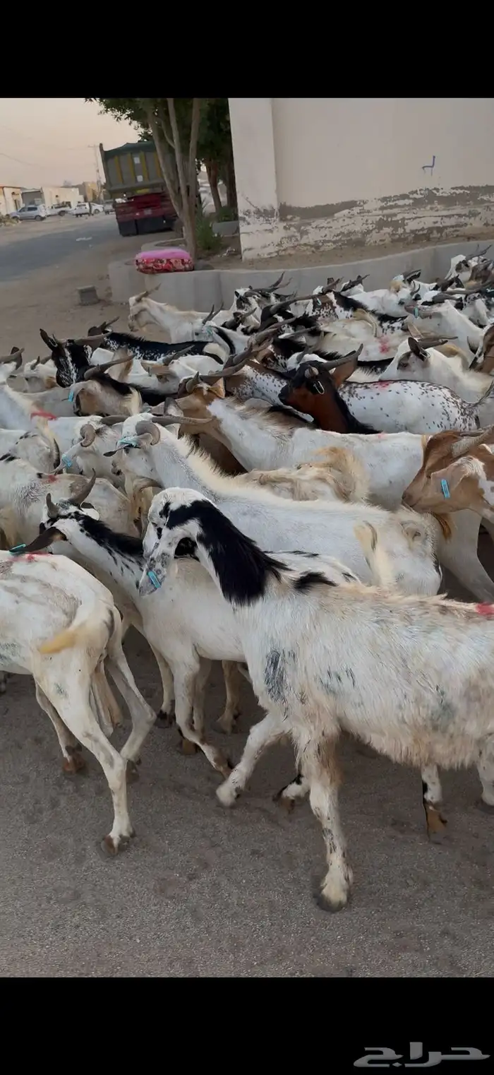 تيوس سودانيه شبيه البلدي 4