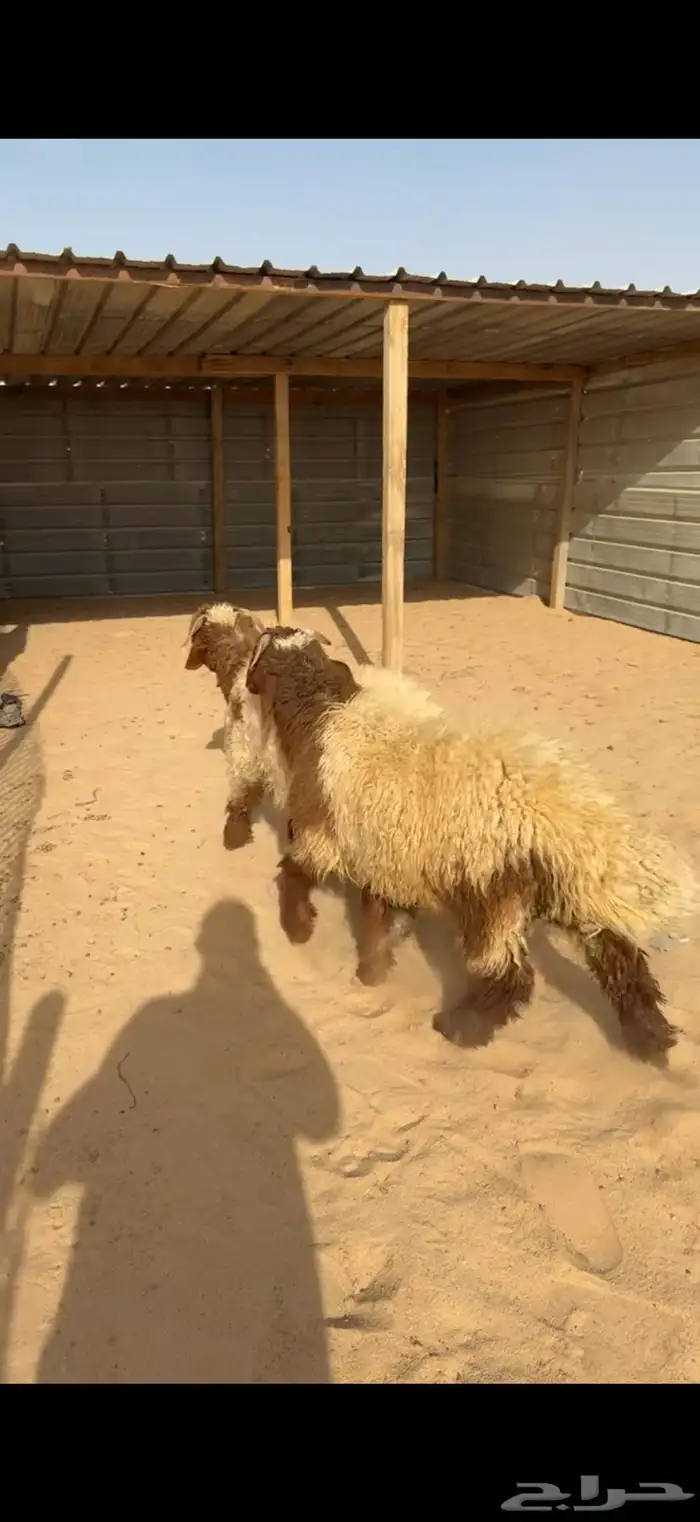 ذبايح نعيم سواكن تويس 2