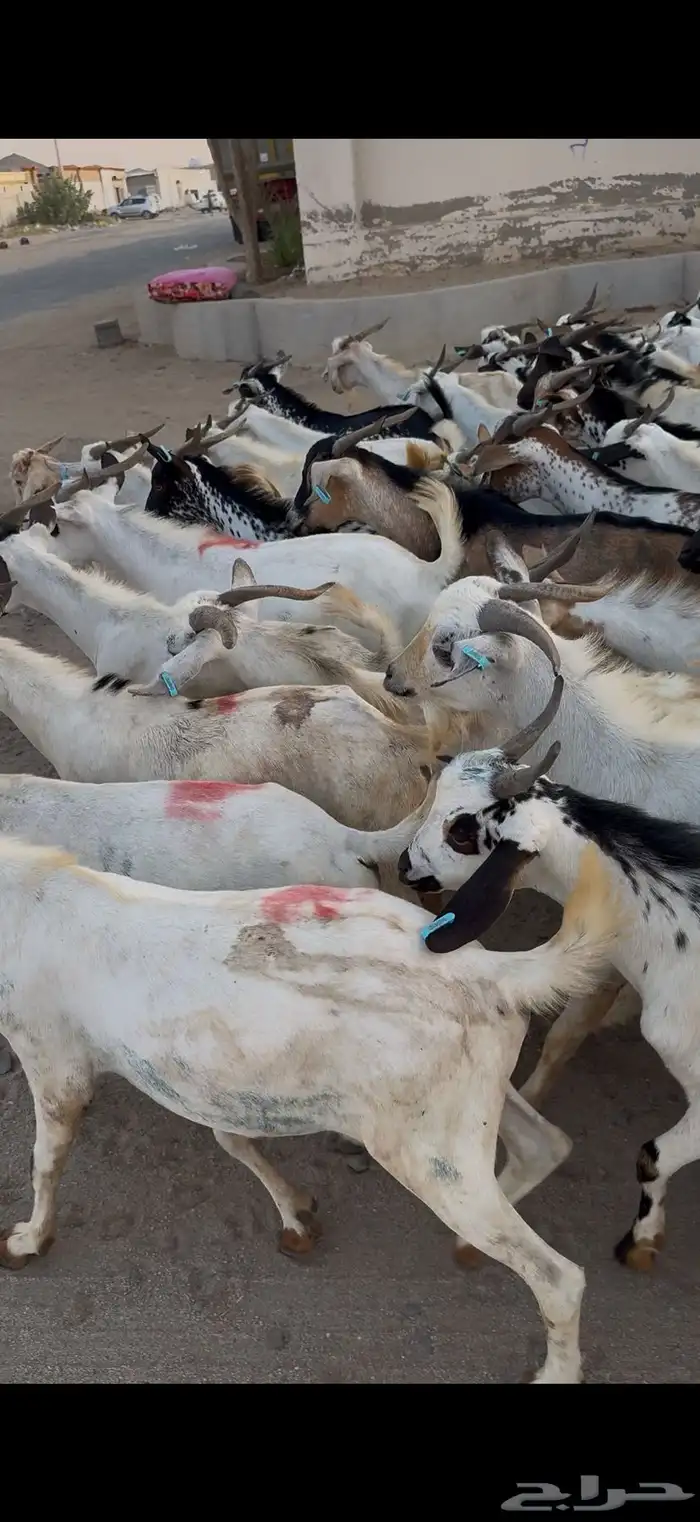 تيوس سودانيه شبيه البلدي 5