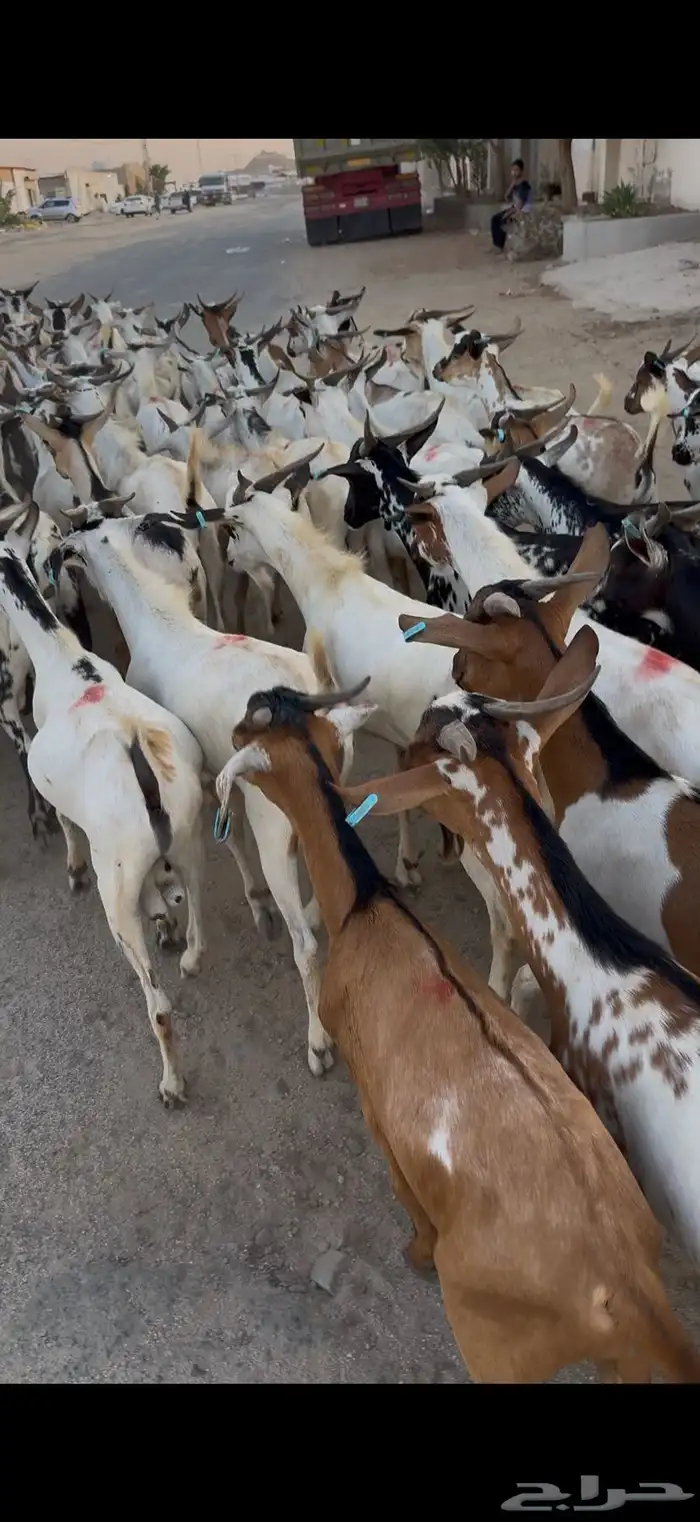 تيوس سودانيه شبيه البلدي 9