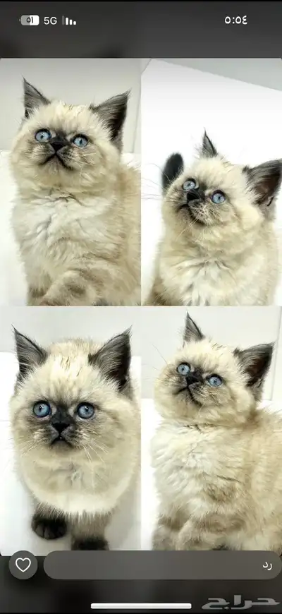 قطه عمرها 3شهور 500 0