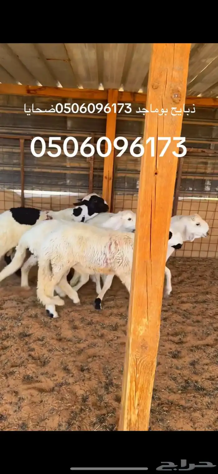 ذبايح نعيم سواكن تويس 5