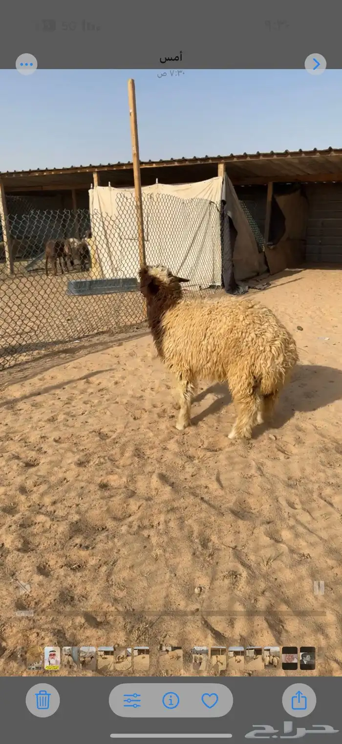 ذبايح نعيم سواكن تويس 1