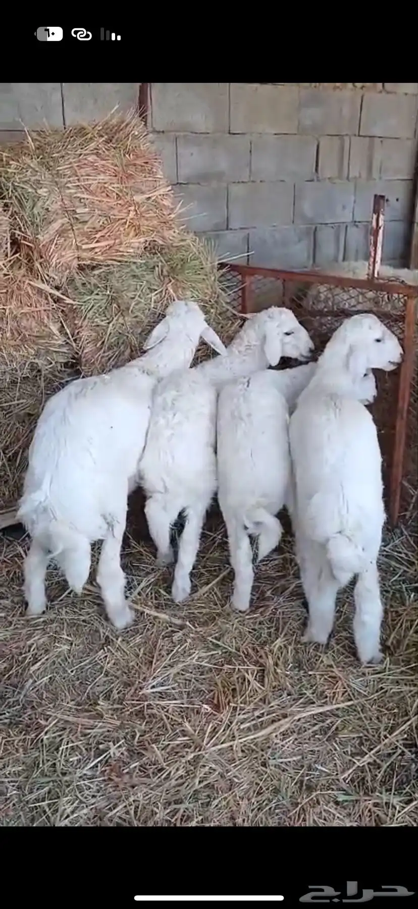 طليان البيع 1
