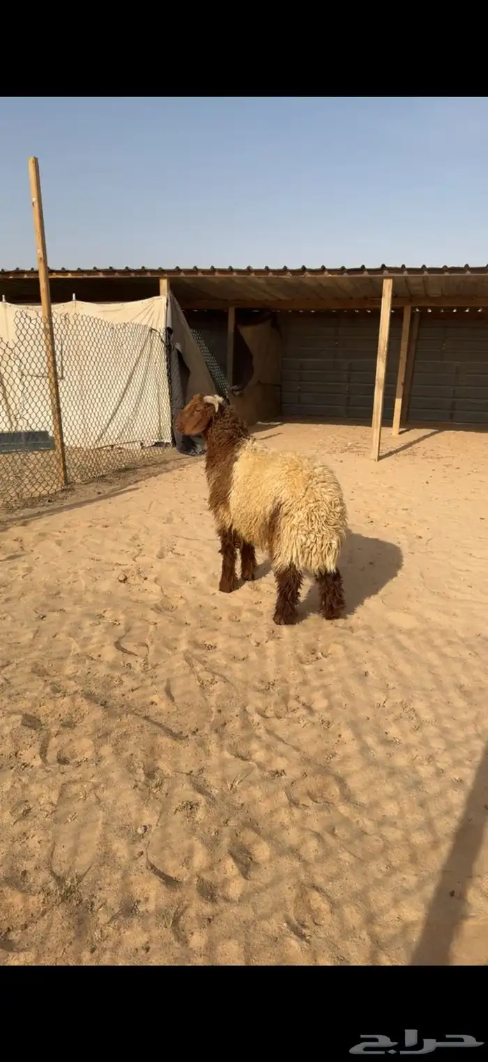 ذبايح نعيم سواكن تويس 0