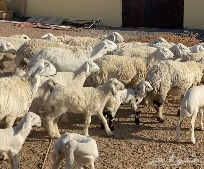 ضان ورخال ولد حريات حرش وصنف مقاني طيبات. تم البيع 5